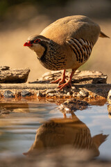 Red-legged partridge (Alectoris rufa) photographed in Spain