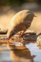 Red-legged partridge (Alectoris rufa) photographed in Spain