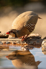 Red-legged partridge (Alectoris rufa) photographed in Spain