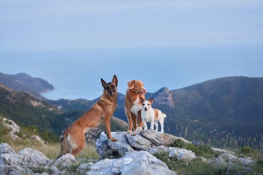A Jack Russell Terrier, a Nova Scotia Duck Tolling Retriever, and a Malinois rest together on rocky terrain under a clear blue sky. The setting emphasizes their bond and the serene environment.