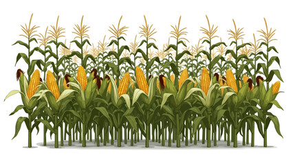 A field of ripe cornstalks with yellow ears of corn visible