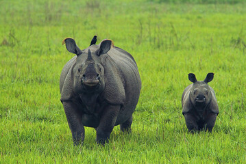 Great Indian Rhinoceros Mother and Calf Grazing in Kaziranga National Park, Assam, India