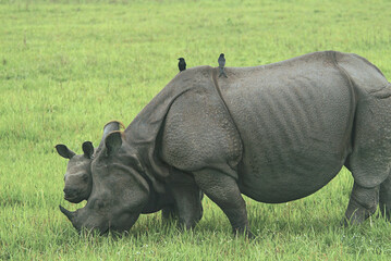 Great Indian Rhinoceros Mother and Calf Grazing in Kaziranga National Park, Assam, India