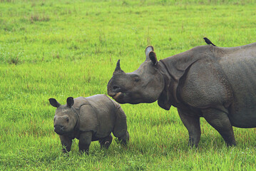 Great Indian Rhinoceros Mother and Calf Grazing in Kaziranga National Park, Assam, India