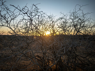 Desert Thorny Bushes Silhouette at Sunset in Arid Landscape - Uzbekistan