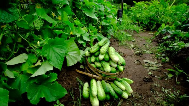 Close up of overfilled wicker basket of freshly harvested organic gherkin cucumbers and moving camera away revealing more blooming plant tangled to trellis made from cattle panels and shaped into arch