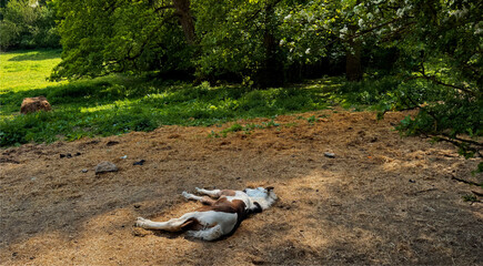 A foal lies comfortably on a sunlit patch of grass in a lush forest clearing. The surrounding trees and greenery add tranquility to the scene in Bradford, Yorkshire, UK