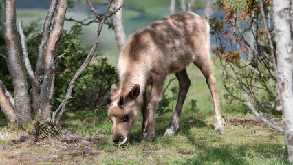 A Baby Reindeer (Rangifer Tarandus) Grazes In A Meadow In The Forest