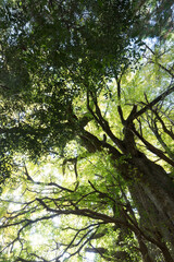 Obraz premium 巨木を見上げる（熊本県）