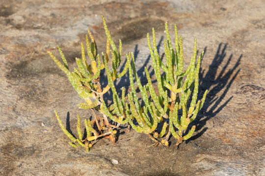 Queller (Salicornia europaea agg., glasswort) im Wattenmeer der Nordsee bei Niedrigwasser.