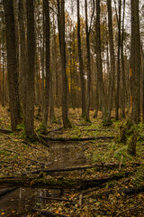 Obraz premium Autumn forest with trees and small stream, nature landscape background in Poland