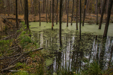 Forest swamp with trees and green water surface, autumn landscape background in Poland