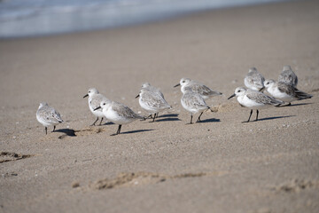 Flock of sandpipers standing on wet sand by the ocean shore.