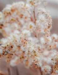 Fototapeta premium close up of white weeds