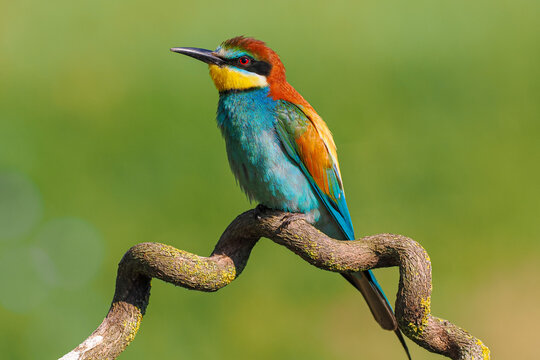 Fototapeta Close-up of a Highly Colorful European Bee-Eater (Merops apiaster) Perched on a Curving, Lichen-Covered Branch Against a Soft Green Bokeh Background