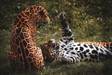 Two jaguars relaxing and playing together on green grass in natural light