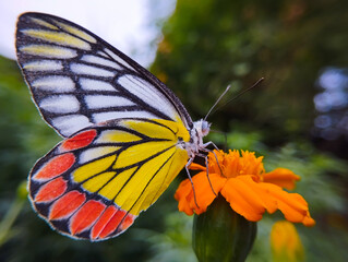Beautiful Adorable Butterfly With Colorful Wings And Sitting on the Flower