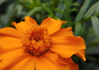 Front view micro photography of mary Gold Flower