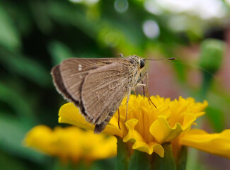 Brown skipper on yellow flower