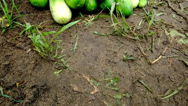 Revealing overfilled wicker basket of freshly harvested organic gherkin cucumbers and moving camera away showing more blooming plant tangled to trellis made from cattle panels and shaped into arch