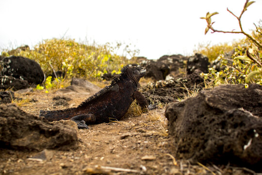Iguana marina negra en las Islas Gal&radic;&deg;pagos, descansando sobre rocas volc&radic;&deg;nicas. Escena natural que refleja la biodiversidad &radic;&int;nica y el entorno salvaje del archipi&radic;&copy;lago ecuatoriano.