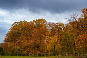A forest of trees with vibrant autumn colors against a cloudy sky.