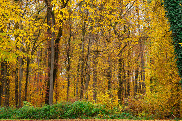 A forest of trees with vibrant autumn colors against a cloudy sky.