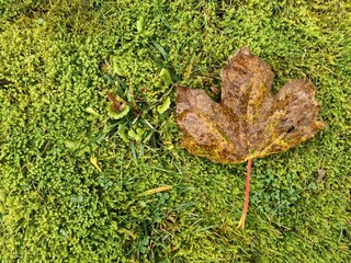 Maple leaf fallen on vibrant green moss