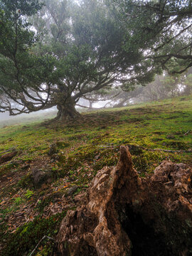 Ancient laurel trees in dense fog of Fanal forest, Laurisilva, UNESCO site, Madeira Island, Portugal