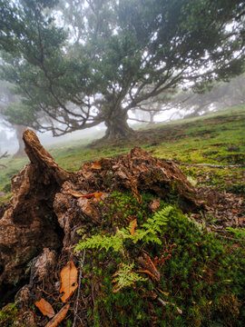 Ancient laurel trees in dense fog of Fanal forest, Laurisilva, UNESCO site, Madeira Island, Portugal