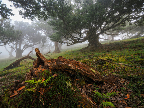 Ancient laurel trees in dense fog of Fanal forest, Laurisilva, UNESCO site, Madeira Island, Portugal