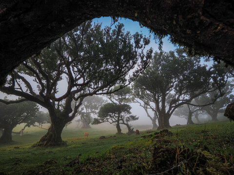 Foggy Fanal Forest in Madeira with twisted laurel trees and dreamy mist in magical atmosphere