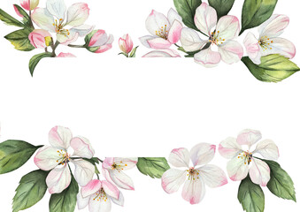 Watercolor frame with apple tree flowers and green leaves. Delicate white and pink flowers on white background. Space for text