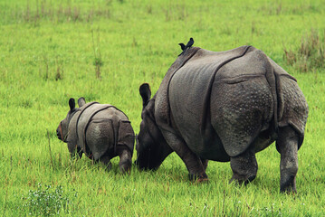 Rear View of Great Indian Rhinoceros Showing Distinct Skin Huge Folds, Kaziranga National Park, Assam, India