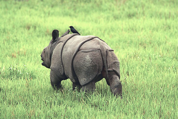 Rear View of Young Great Indian Rhinoceros Showing Distinct Skin Huge Folds, Kaziranga National Park, Assam, India
