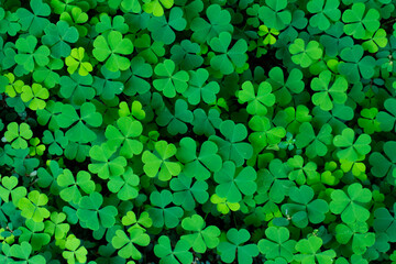 abstract green background. Green background with three-leaved shamrocks, Lucky Irish Four Leaf Clover in the Field for St. Patricks Day holiday symbol. Selective focus