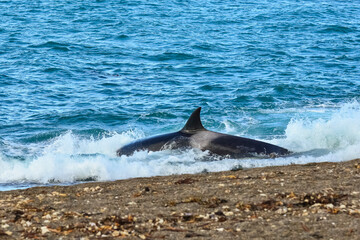Fototapeta premium Killer Whale, Orca, hunting a sea lion pup, Peninsula Valdes, Patagonia Argentina