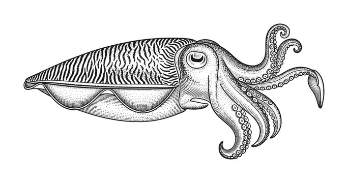 Detailed engraving of a cuttlefish with intricate patterns and texture