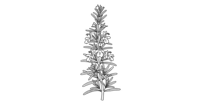 black and white rosemary plant drawing clip art preview