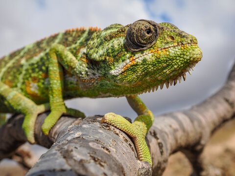 Detailed macro of green chameleon climbing branch in natural habitat, Socotra Island, Yemen