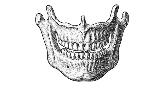 Detailed vintage engraving of human jawbone with teeth