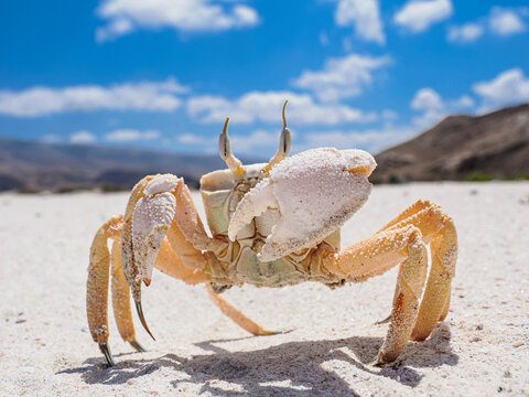 Close-up of crab on white sandy beach with mountains and blue sky in Socotra Island, Yemen - Powered by Adobe