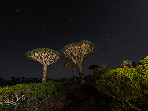 Illuminated dragon blood trees under starry night sky on Socotra Island in Yemen
