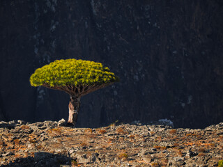 Single dragon blood tree on rocky desert landscape in Socotra, Yemen, with dark mountain backdrop