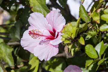 Eibisch oder Hibiskus
