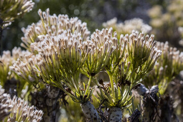 Oleanderblättrige Kleinie (Kleinia neriifolia)