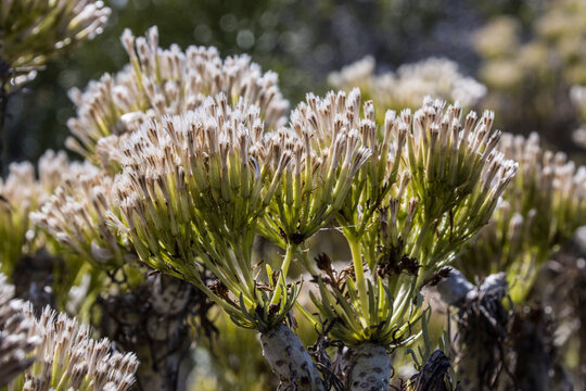 Oleanderbl&auml;ttrige Kleinie (Kleinia neriifolia)