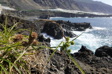 Frischgrünes Zypergras (Cyperus eragrostis)