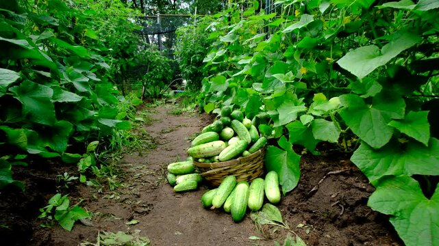 Ground level shot of overfilled basket with freshly harvested cucumbers and few laying on ground while moving camera away revealing more blooming plants tangled to trellis