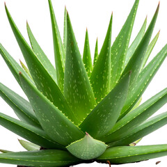 Lush green succulent plant with spiky leaves